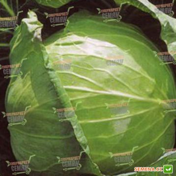 СВ 3336 ЖБ F1 семена капусты б/к средней (Seminis)