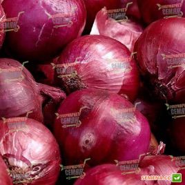 СВ 4593 F1 семена лука репчатого красного (Seminis)