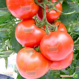 Цельсус F1 семена томата индет. (Seminis)
