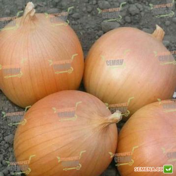 Варес F1 семена лука репчатого (Seminis)
