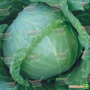 Зенит F1 семена капусты б/к ультраранней (Seminis)