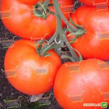 Женарос F1 семена томата индет (DRS-Seminis)