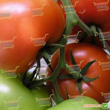 Жеронимо F1 семена томата индет (DRS-Seminis)