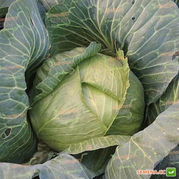 Амагер семена капусты б/к поздней (Semenaoptom)