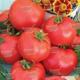 Баллада семена томата дет. среднего 115 дн. окр. 130-150 гр. красный (Semenaoptom)