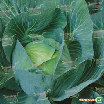 Экстра F1 семена капуста б/к поздней (Semenaoptom)