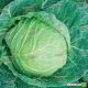 Экстра F1 семена капуста б/к поздней (Semenaoptom)