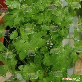 Янтар насіння коріандру (Semenaoptom)