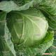 Капуста белокочанная Июньская