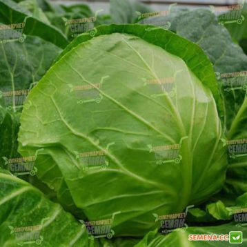 Крафт F1 семена капусты б/к среднеранней (Semenaoptom)