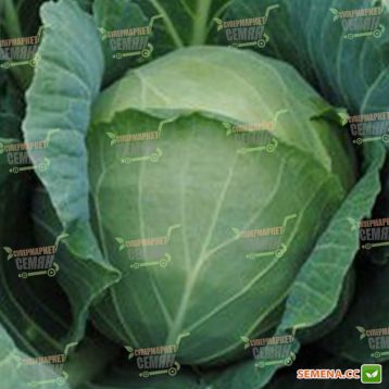 Лангедейкер Децема семена капусты б/к поздней (Semenaoptom)