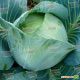 Престиж F1 семена капусты б/к поздней (Semenaoptom)