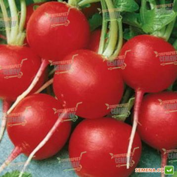 Ранний Красный семена редиса (Semenaoptom) 