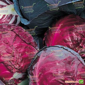 Редди семена капусты к/к среднепоздней (Semenaoptom)
