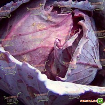 Редкеб семена капусты к/к среднепоздней (Semenaoptom)