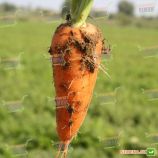 Ред Кор семена моркови Шантане Италия (Semenaoptom)