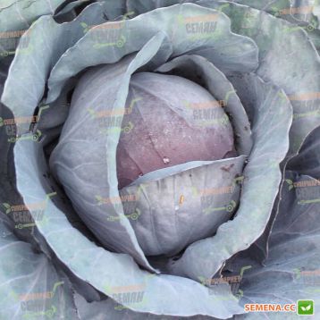 Ред насіння капусти червоноголової (Semenaoptom)