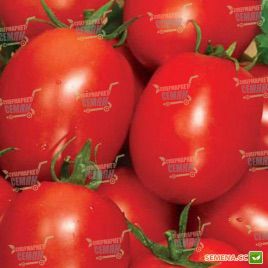 Рио Фуего семена томата дет. раннего 100-105 дн. слив. 100-120 гр. (Semenaoptom)