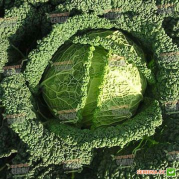 Серд семена капусты савойской средней (Semenaoptom)