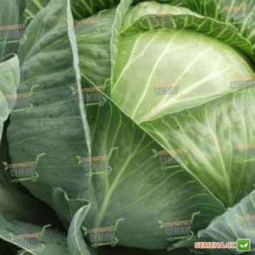 Капуста Трансфер F1 