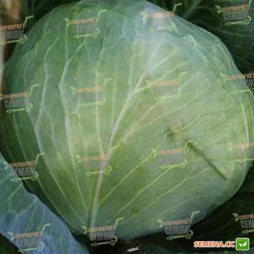 Триумф F1 семена капусты б/к среднепоздней (Semenaoptom)