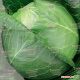 Тюркис семена капусты б/к поздней (Semenaoptom)