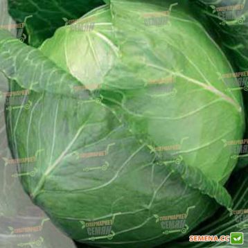 Тюркис семена капусты б/к поздней (Semenaoptom)
