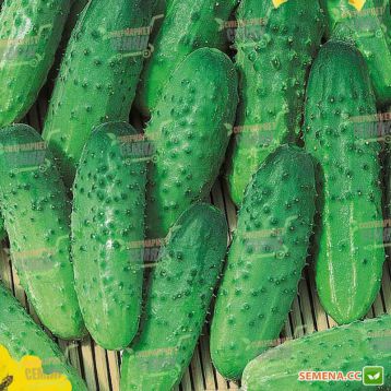 семена огурца задор f1