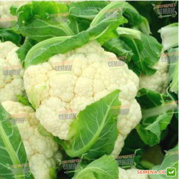 Калли семена капусты цветой (Semenaoptom)