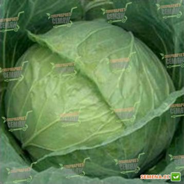 СБ-3 F1 семена капусты б/к средней (Semenaoptom)