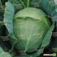 СБ-3 F1 семена капусты б/к средней (Semenaoptom)
