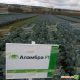 Аламбра F1 семена капусты цветной средней 75-80 дн. 2-3 кг бел. (Syngenta) НЕТ ТОВАРА