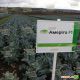 Америго F1 семена капусты цветной средней 80-85 дн. 2-3 кг бел. (Syngenta) НЕТ ТОВАРА