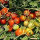 Астерикс F1 семена томата дет (Syngenta)