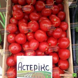 Астерикс F1 семена томата дет (Syngenta)