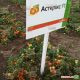 Астерикс F1 семена томата дет (Syngenta)