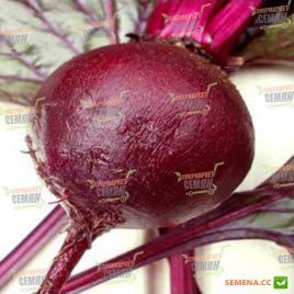 Болтарди семена свеклы столовой (Syngenta)