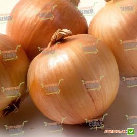 Бурса F1 семена лука репчатого (Syngenta)