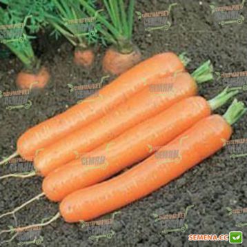 Дордонь F1 семена моркови Нантес (1,4-1,6) (Syngenta)