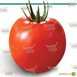 Емоушн F1 насіння томату індет. (Syngenta)