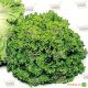 Фанли семена салата тип Листовой (Syngenta)