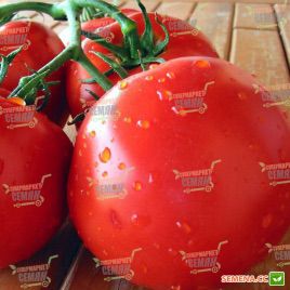 Фантастина F1 семена томата индет. (Syngenta)