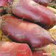 Фороно семена свеклы столовой (Syngenta)