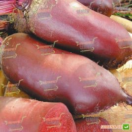 Фороно семена свеклы столовой (Syngenta)