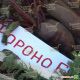 Фороно семена свеклы столовой (Syngenta)