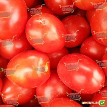 Фортикс F1 семена томата дет. раннего 60-65 дн. слив. 60-70 гр. красный (Syngenta) НЕТ ТОВАРА