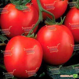 Фортикс F1 семена томата дет. (Syngenta)