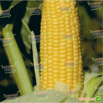 GH 2042 F1 семена кукурузы суперсладкой (Syngenta)