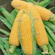 GH 6462 F1 семена кукурузы суперсладкой (Syngenta)