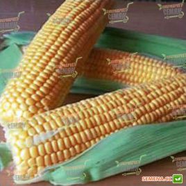 GSS 1477 F1 семена кукурузы суперсладкой (Syngenta)